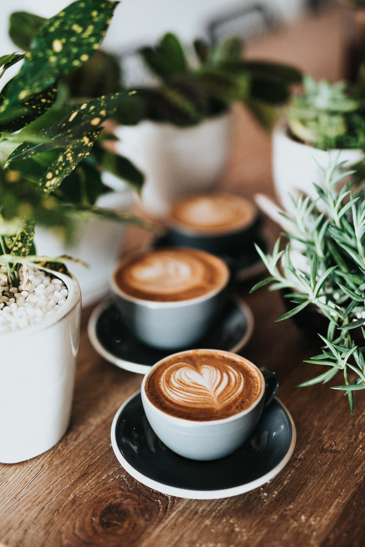 Cup Of Coffee With Plants Wallpaper