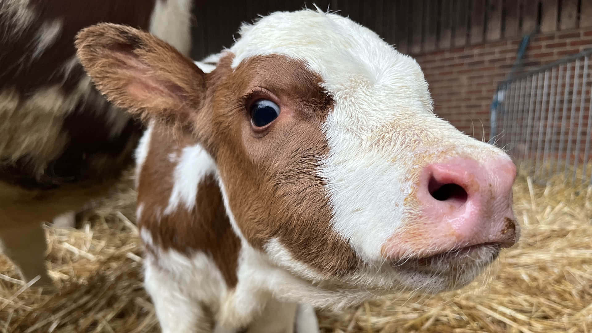 Curious Baby Cow Close Up Wallpaper