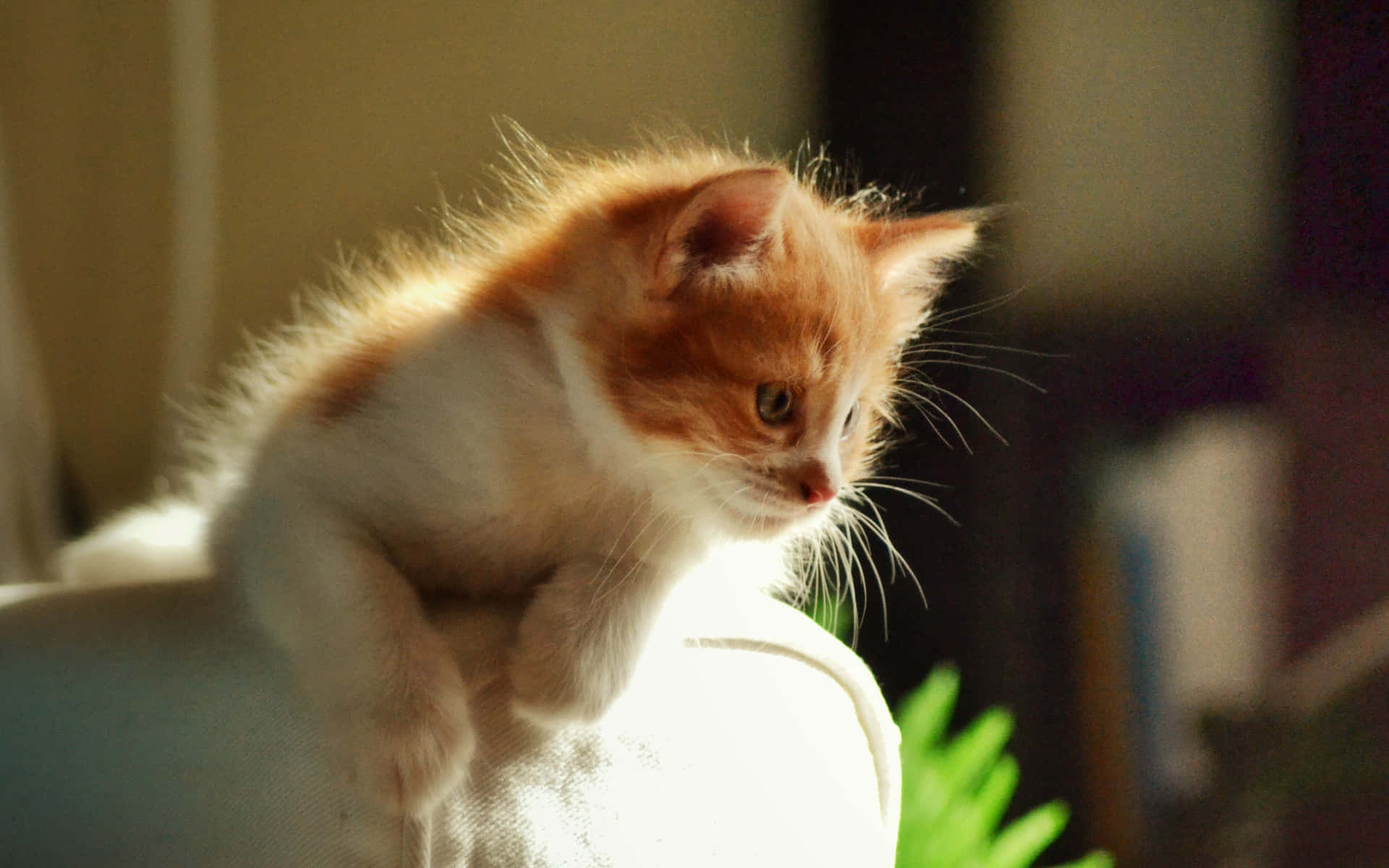 Curious Baby Cute Cat PFP Wallpaper