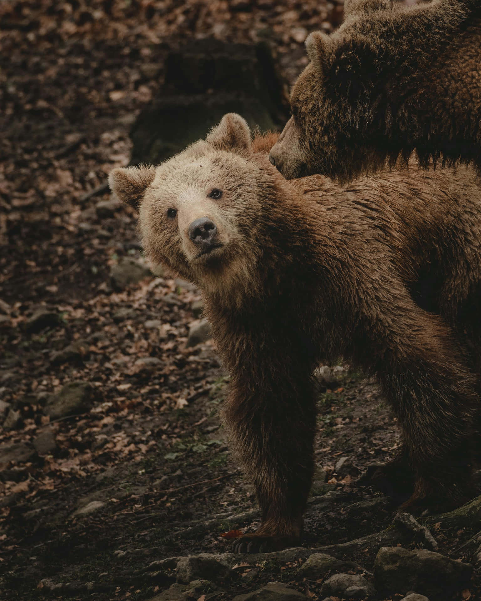 Curious Bear Cubin Wilderness.jpg Wallpaper