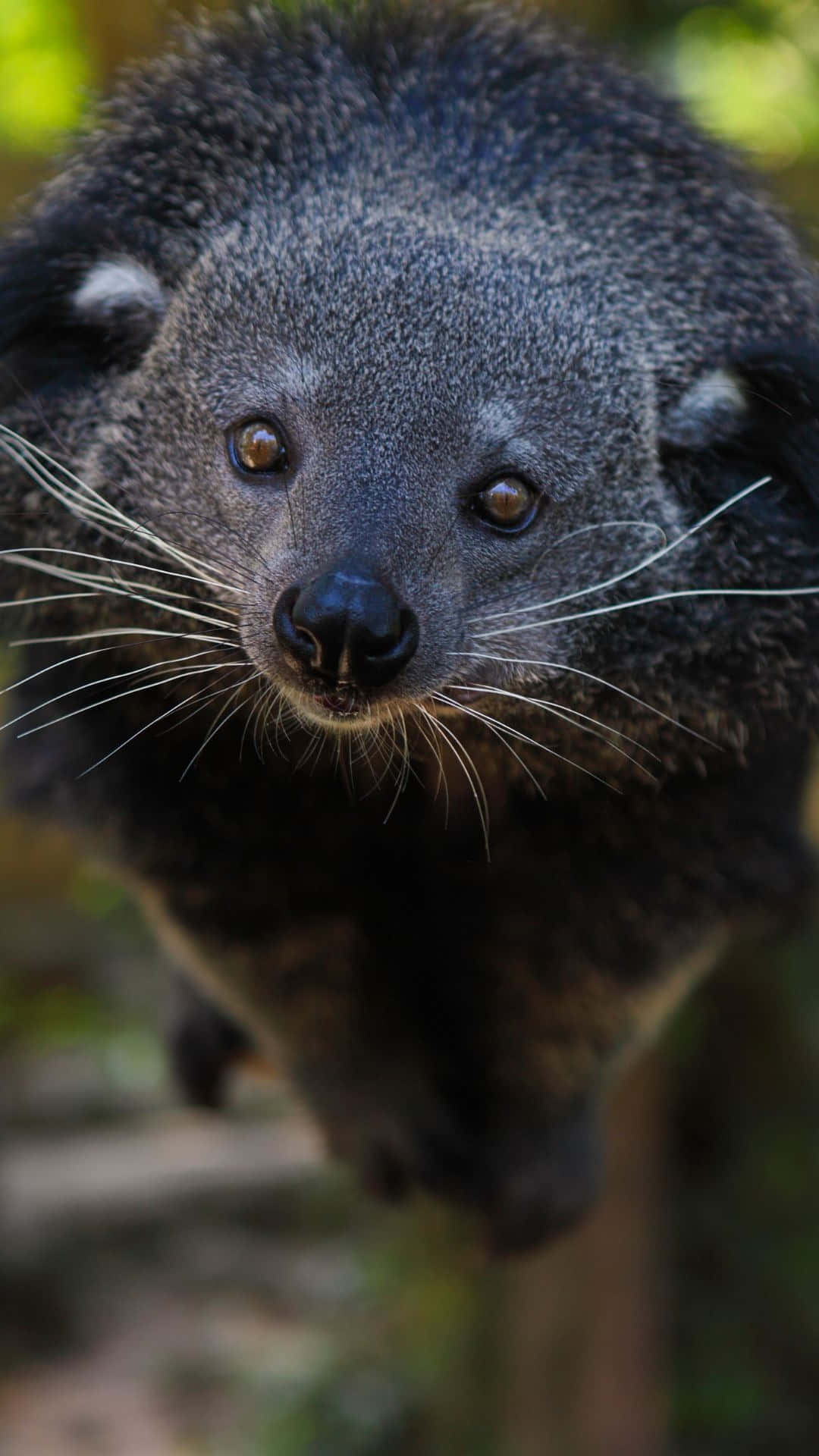 Curious Binturong Face Wallpaper