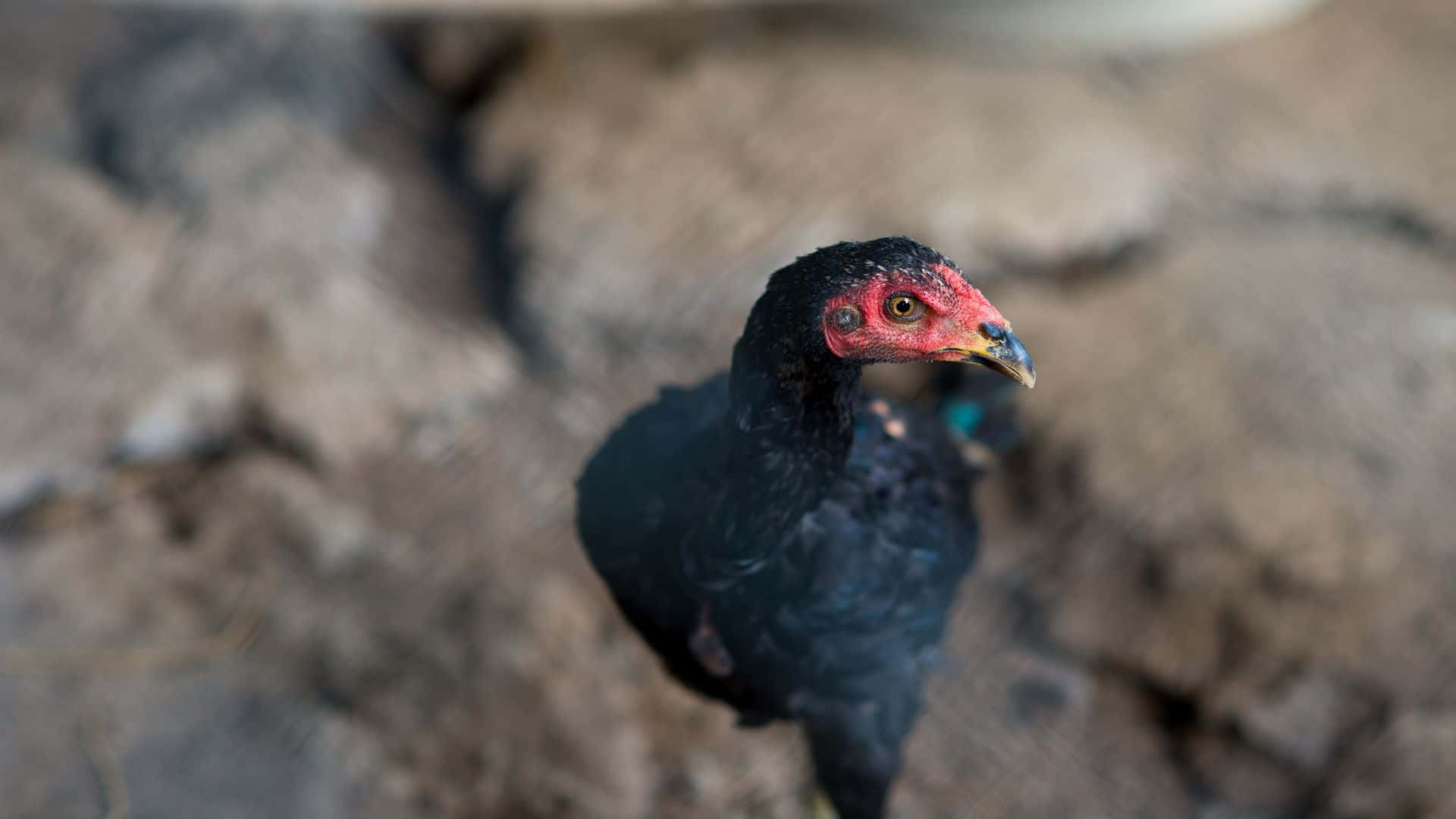 Curious Black Hen Outdoors.jpg Wallpaper