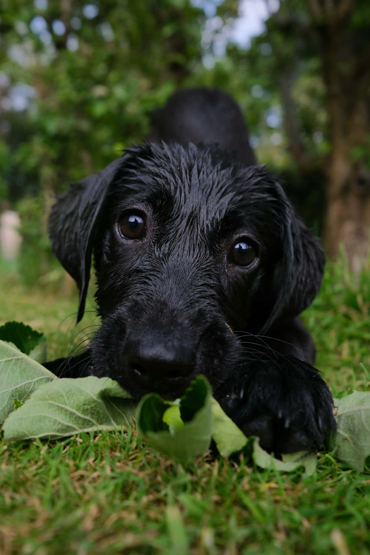 Nieuwsgierige Zwarte Puppy Buiten Achtergrond