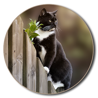 Curious Blackand White Cat Peering Over Fence PNG