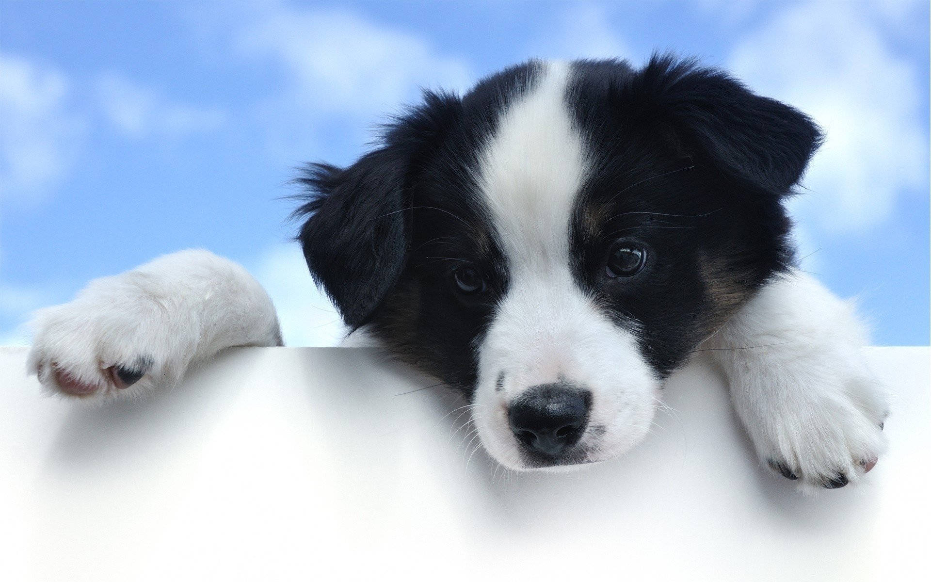 Curious Border Collie Puppy Spying Wallpaper