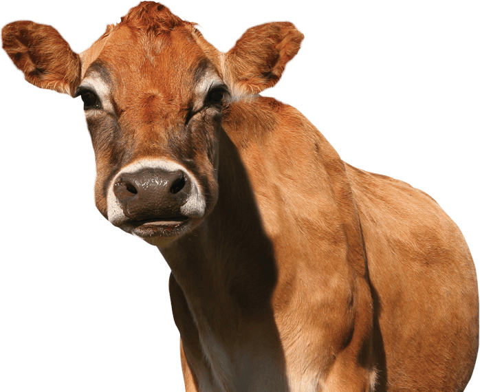 Curious Brown Cow Portrait PNG