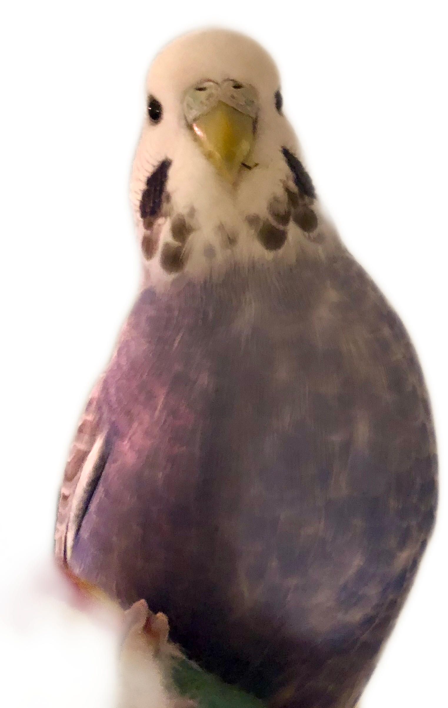 Curious Budgie Portrait PNG