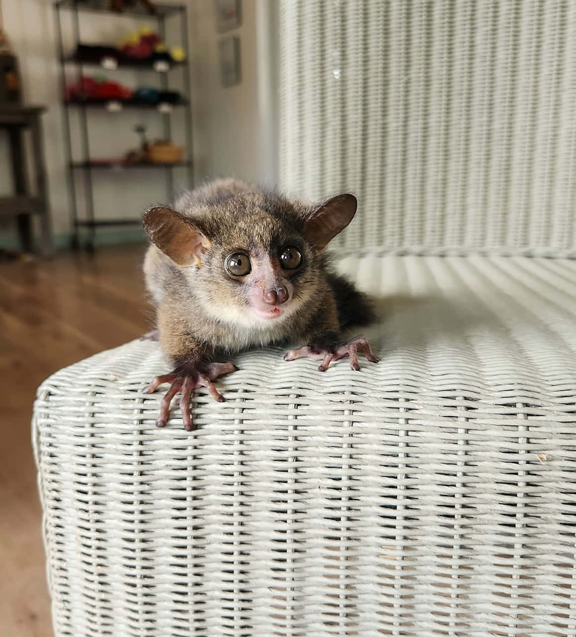 Curious Bush Baby On Wicker Furniture Wallpaper