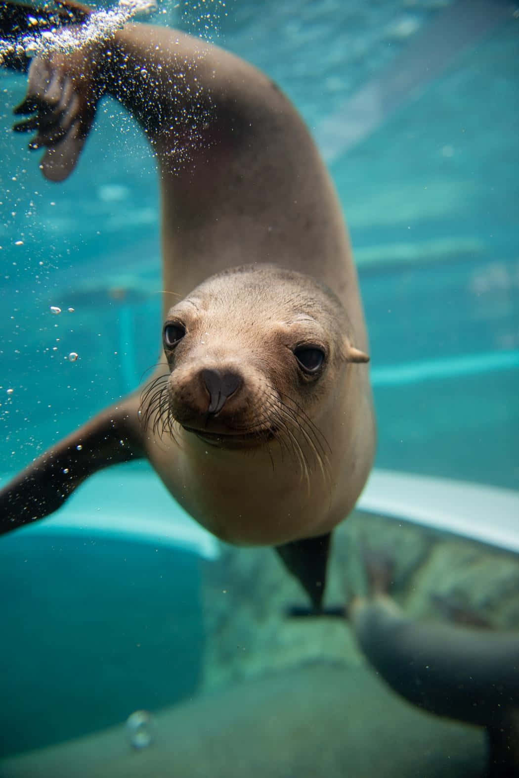 Curious California Sea Lion Underwater Wallpaper