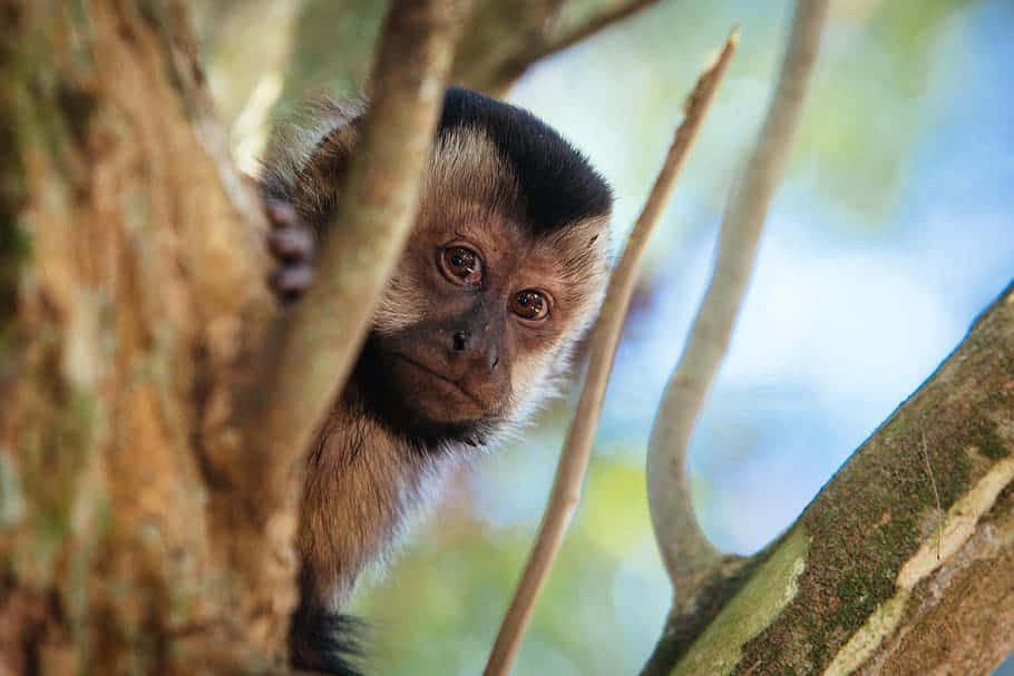 Curious Capuchin Monkey Peeking Wallpaper