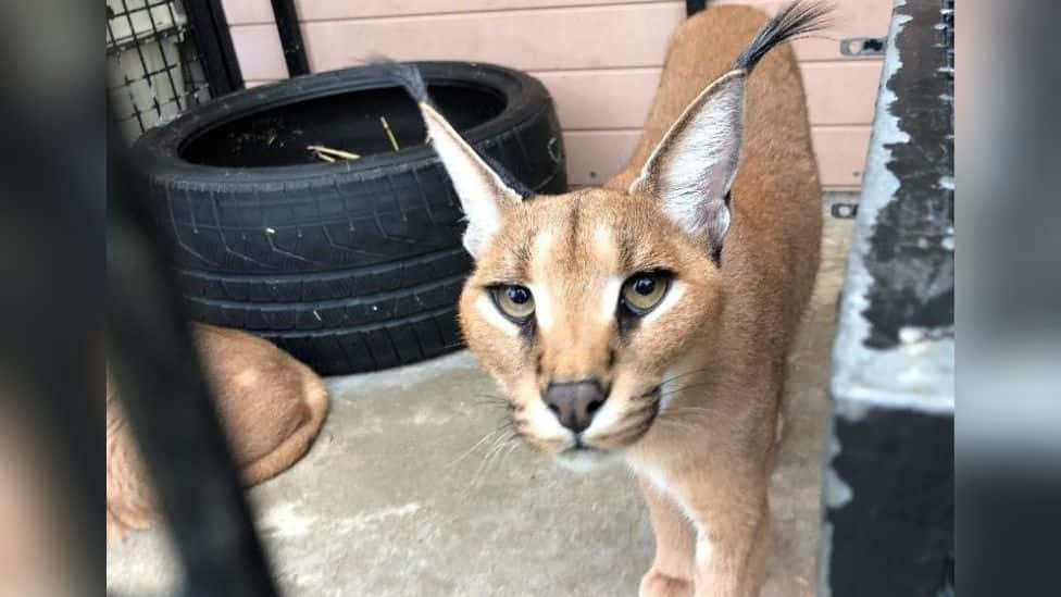 Curious Caracal Up Close Wallpaper