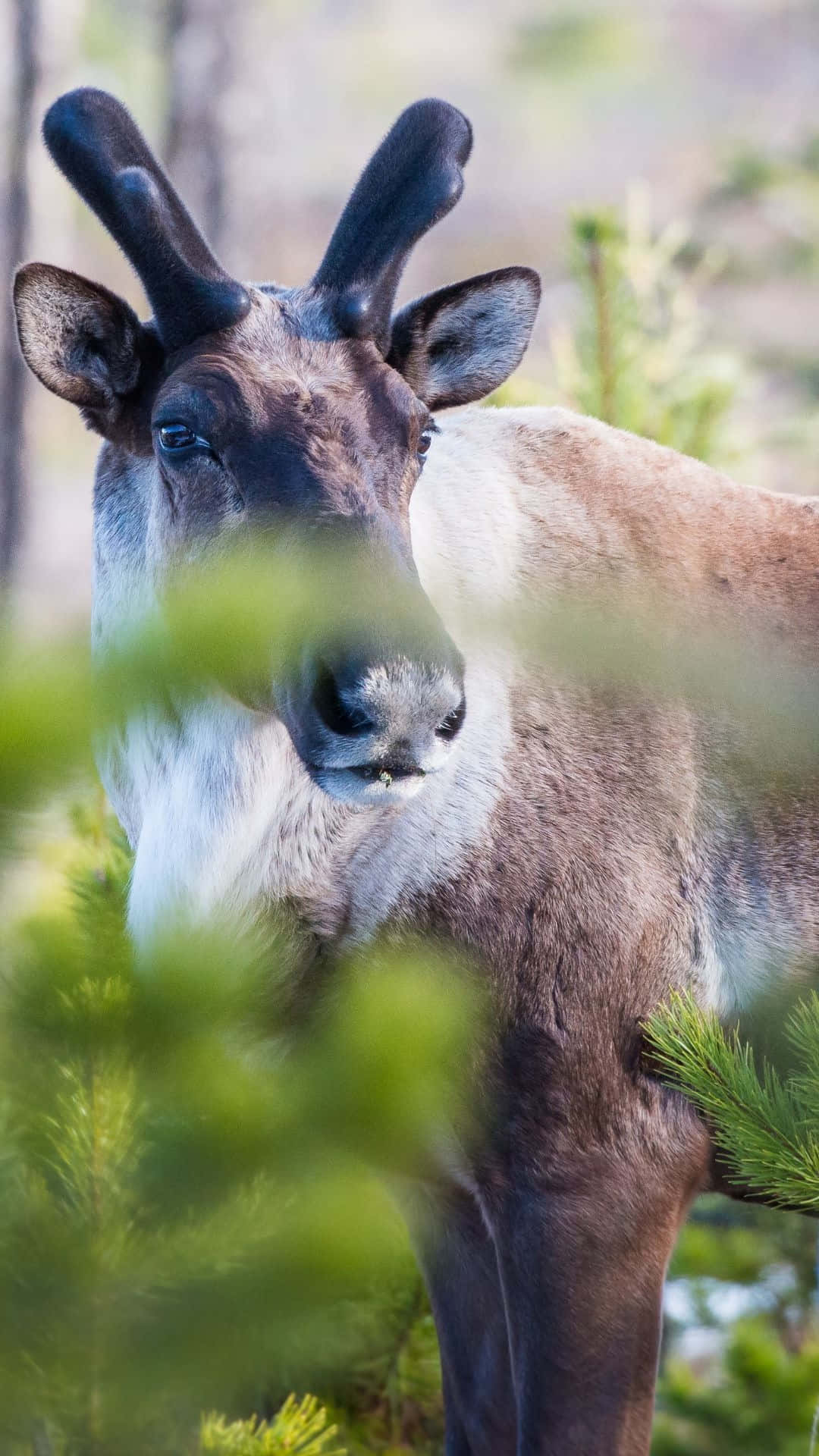 Curious Caribouin Greenery Wallpaper