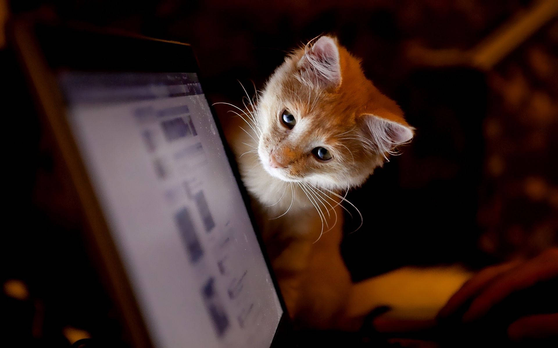 Curious cat looking at a laptop screen inside a dark room. Cute furry pets. 