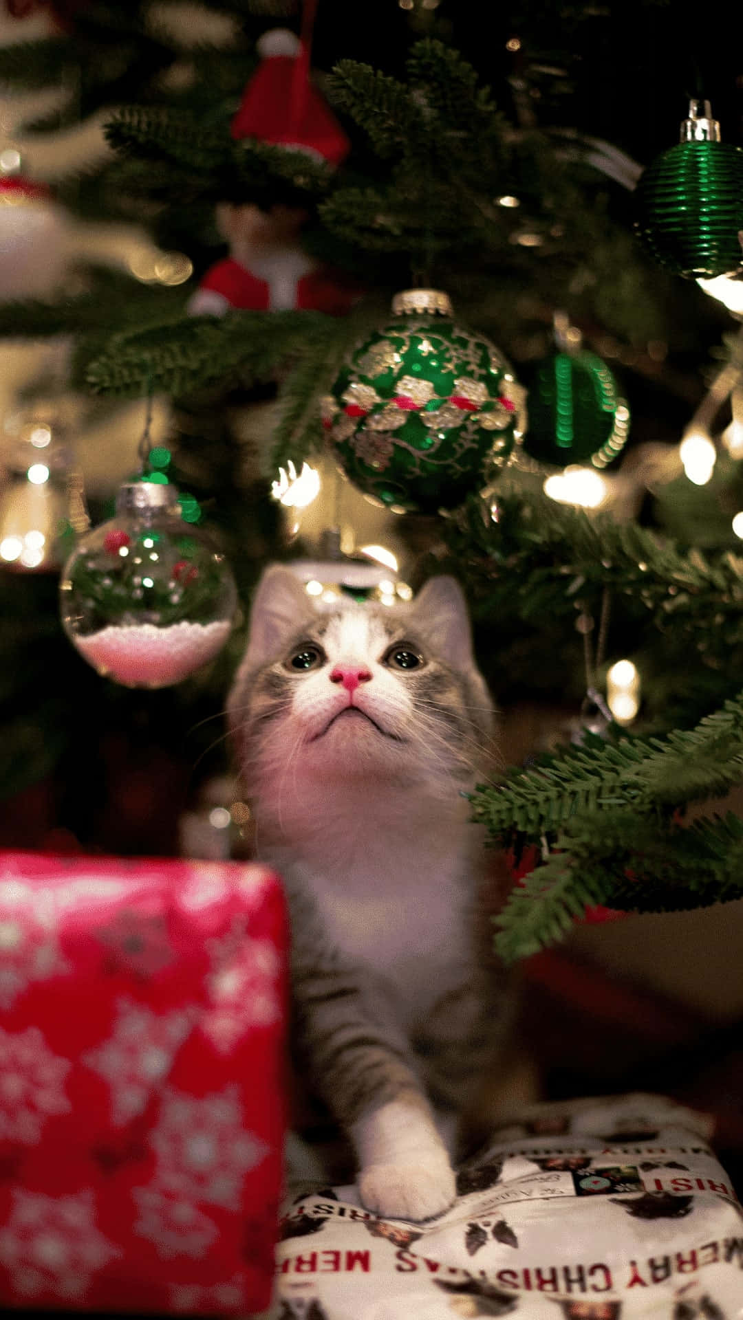 Curious Cat Among Christmas Decor Wallpaper