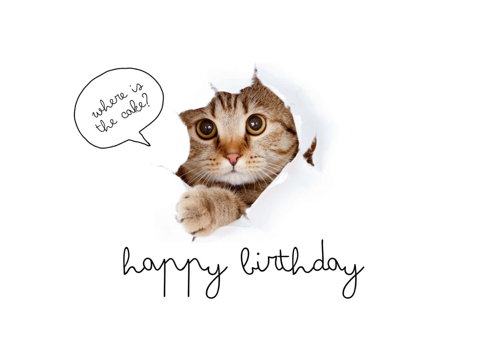 Carte D'anniversaire De Chat Curieux Fond d'écran