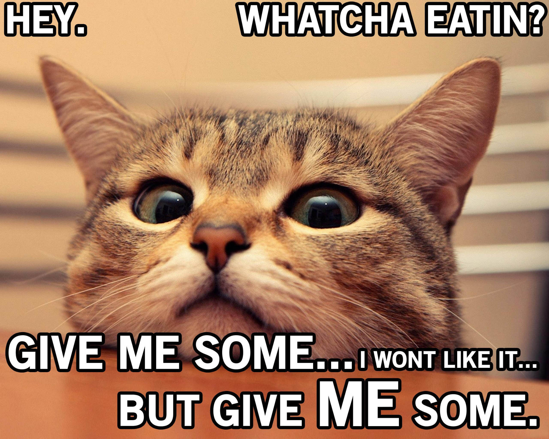 Curious Cat Funny Meme
