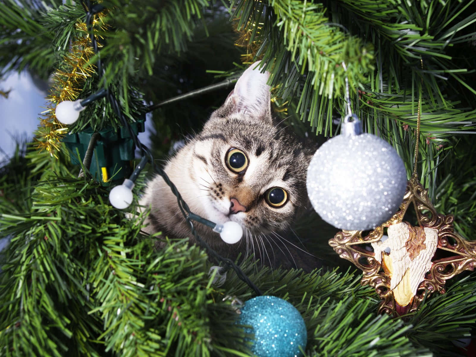 Curious Christmas Cat Peeking Through Tree Wallpaper