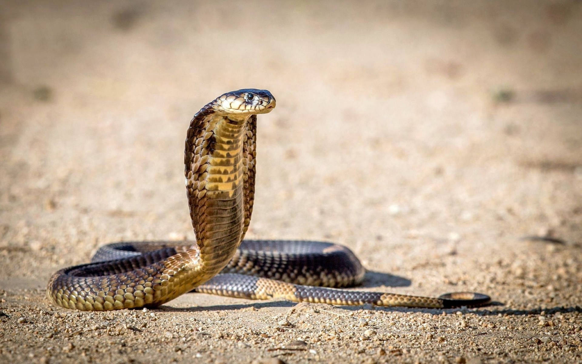 Curious Cobra Snake Wallpaper