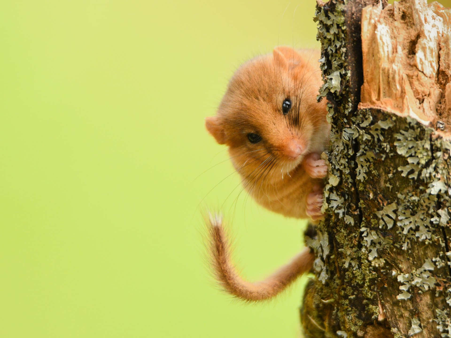 Curious Dormouse Peeking Wallpaper