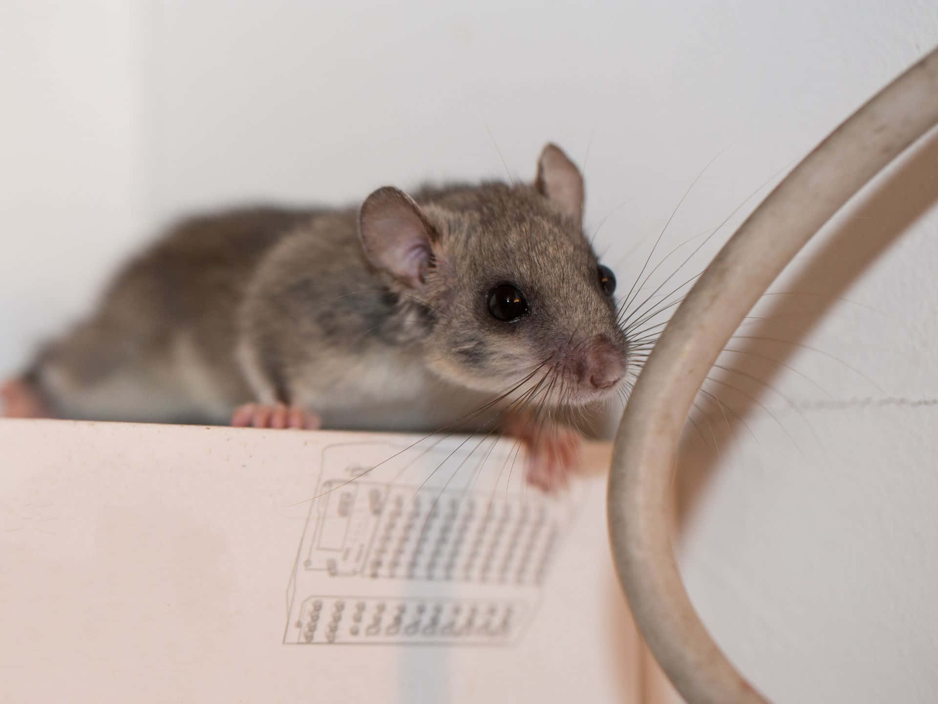 Nieuwsgierige Dormuis Op De Rand Achtergrond