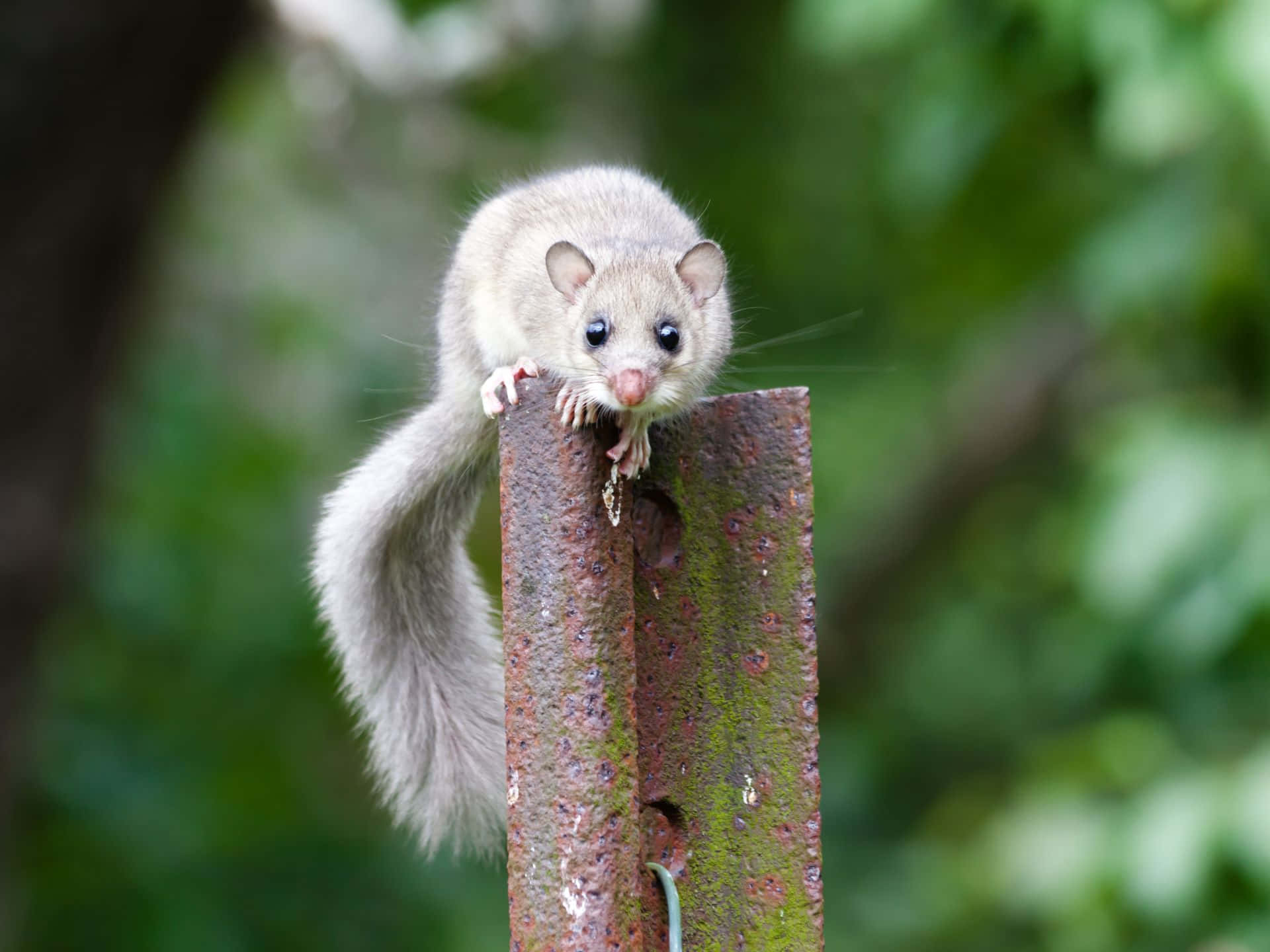 Curious Dormouseon Metal Post Wallpaper