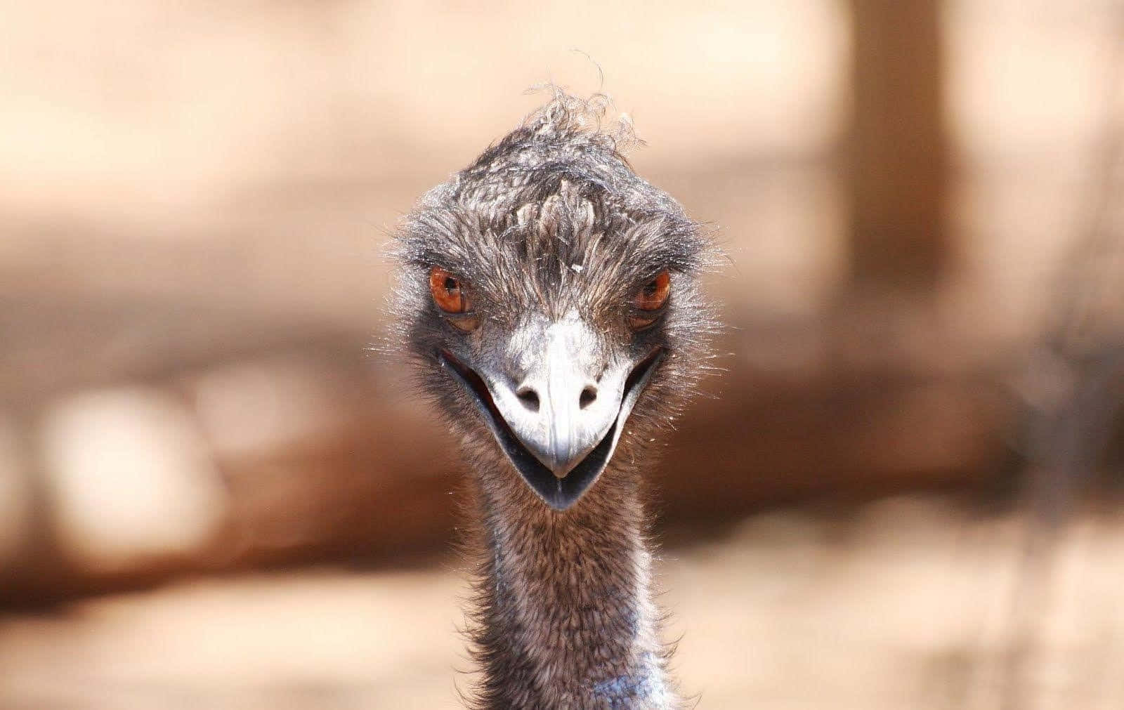 Curious Emu Close Up Wallpaper