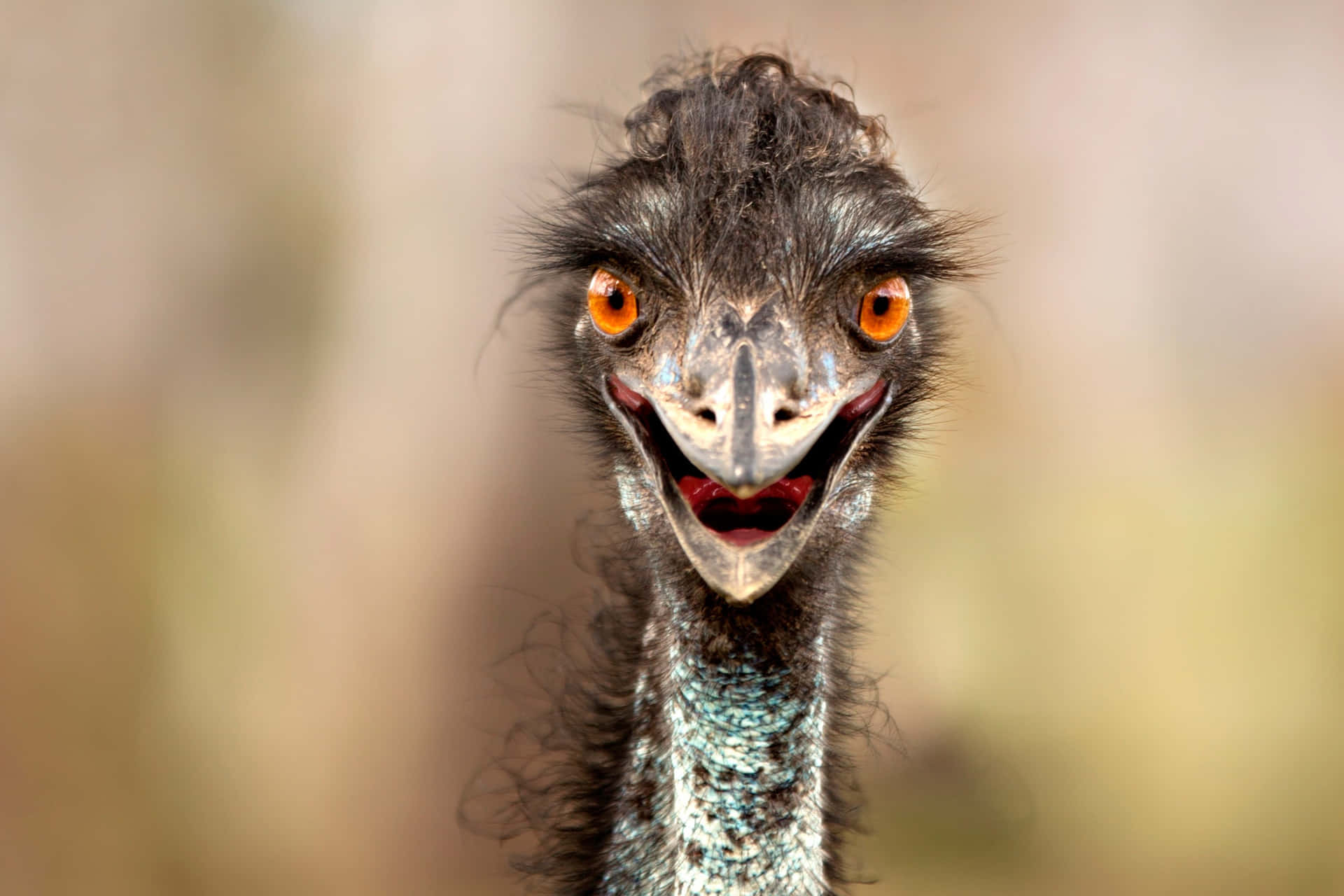 Curious Emu Close Up Wallpaper