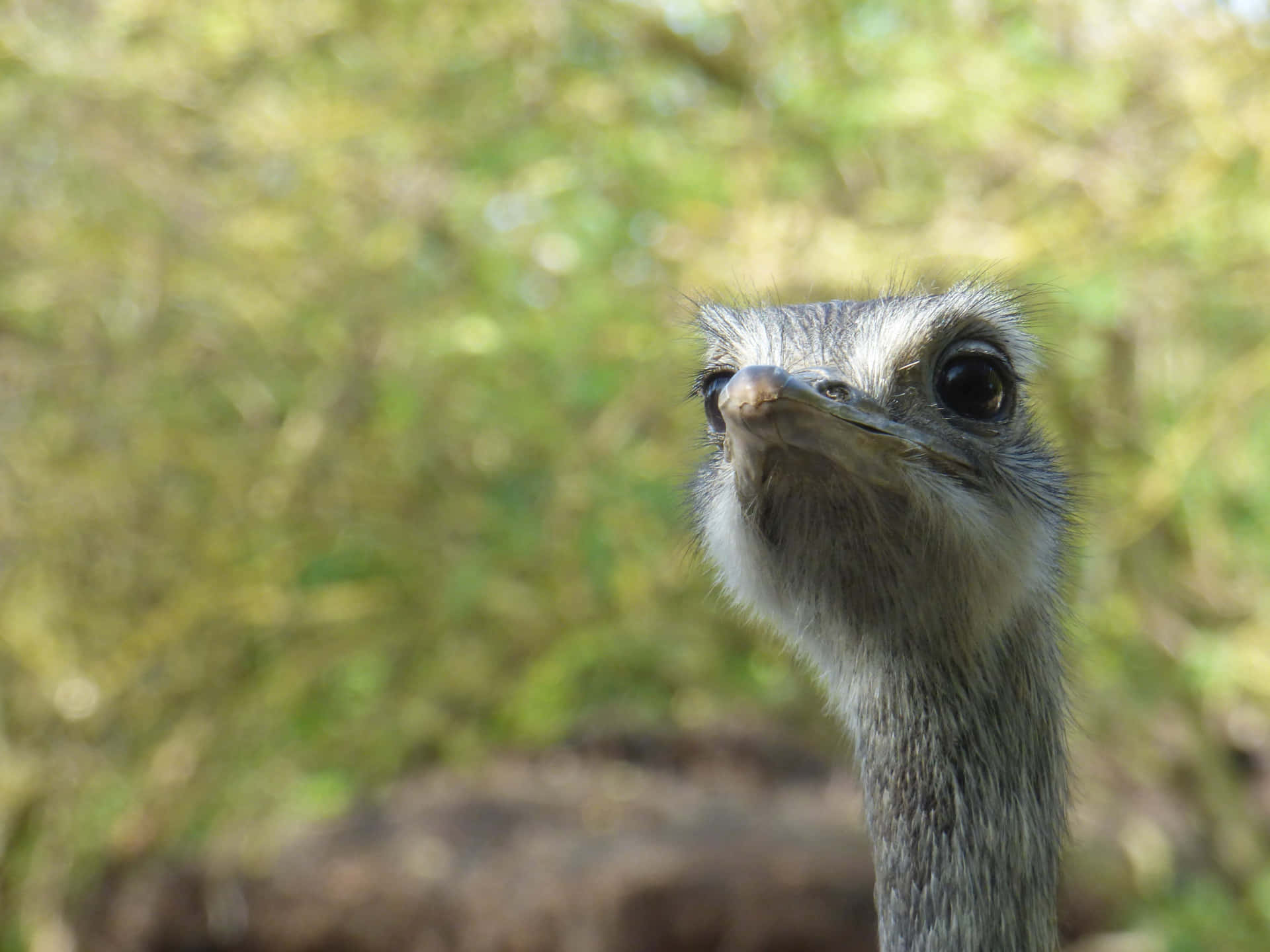 Curious Emu Portrait Wallpaper