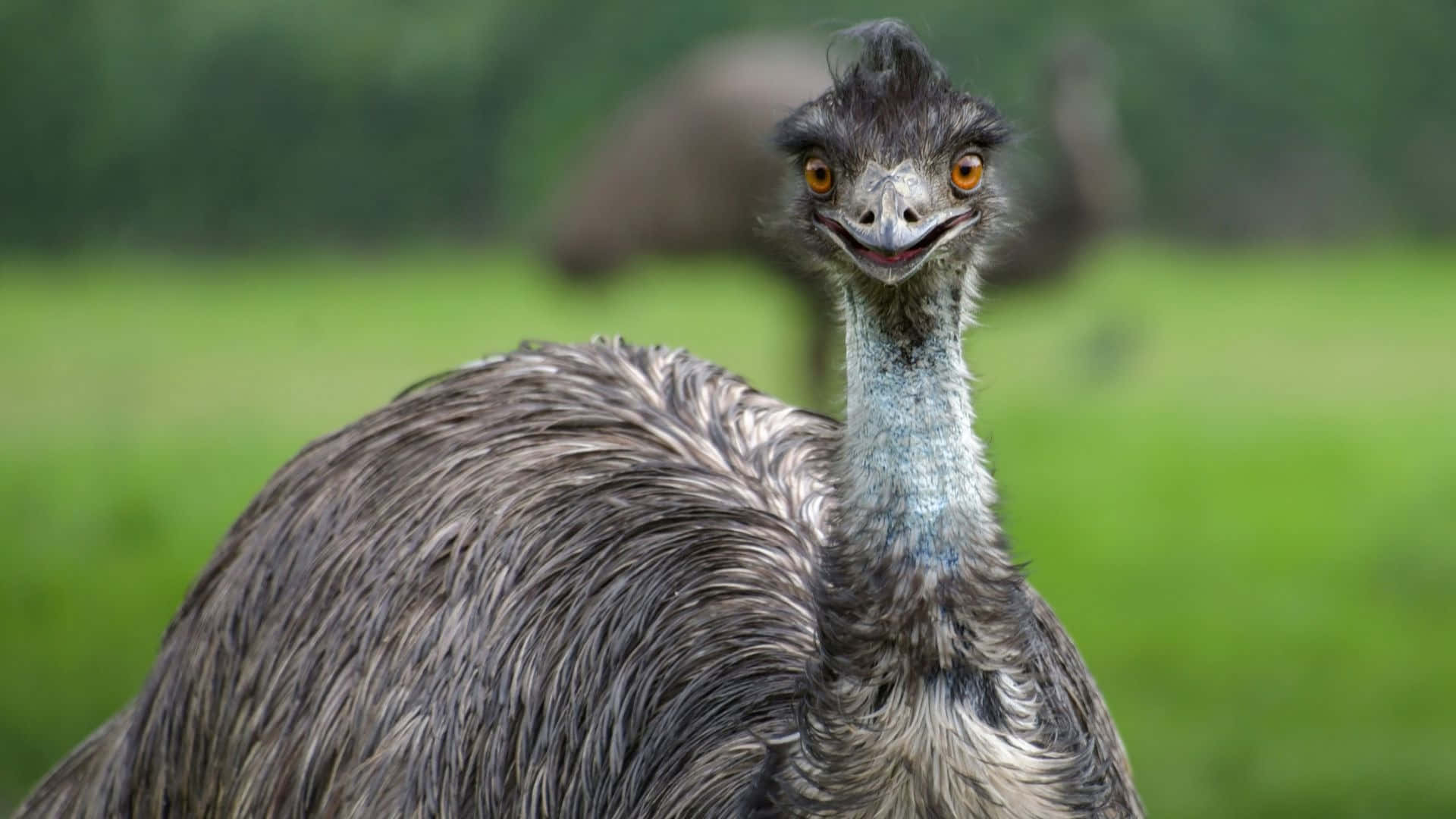 Curious Emu Up Close.jpg Wallpaper