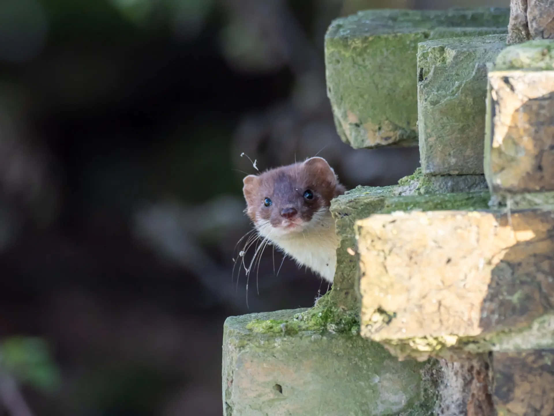 Curious Ermine Peeking From Stone Wall Wallpaper