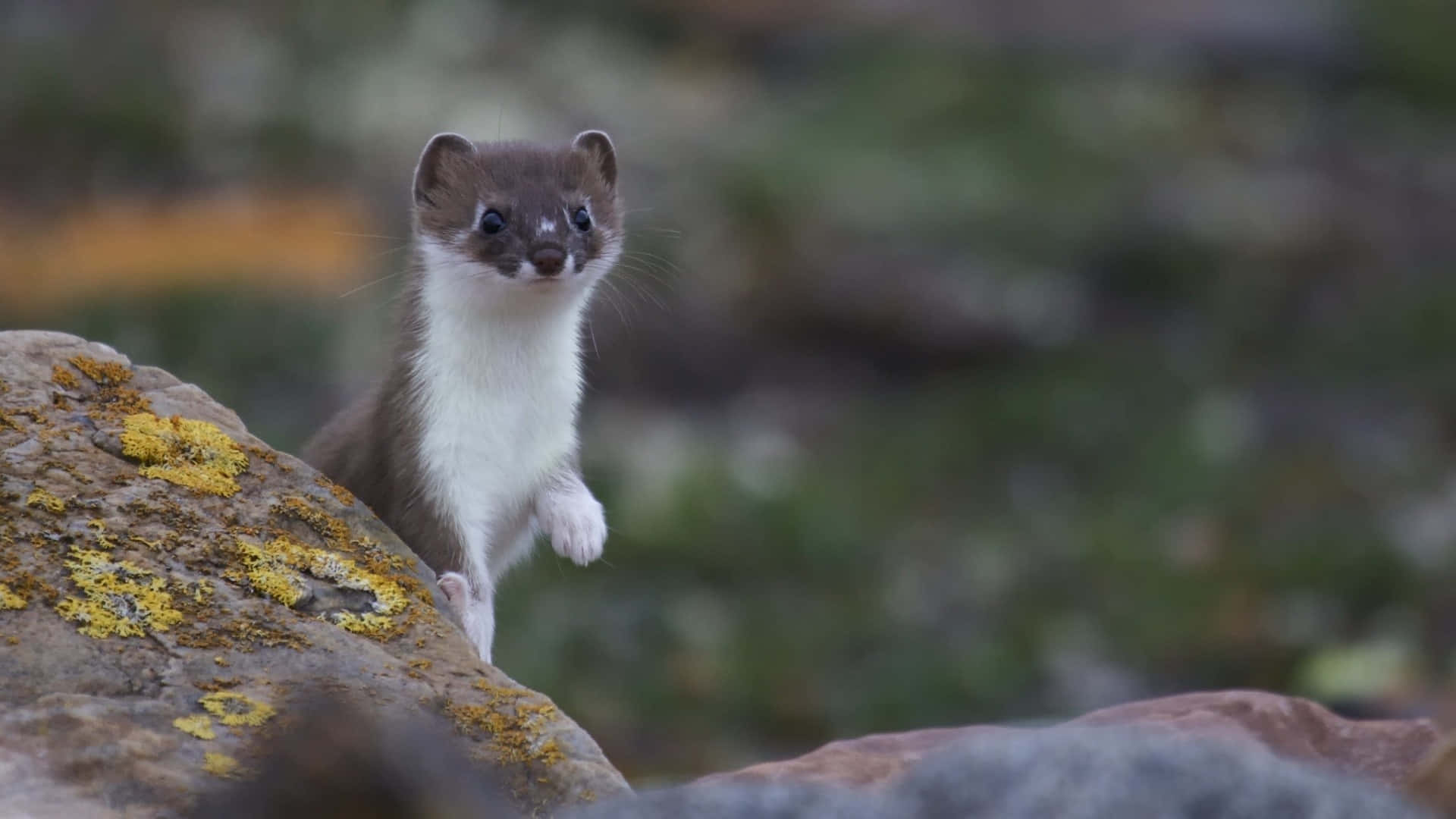 Curious Ermine Peeking Over Rock Wallpaper