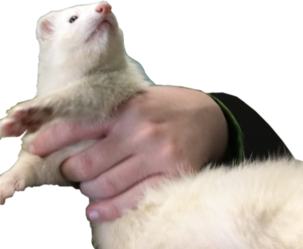 Curious Ferretin Hands PNG