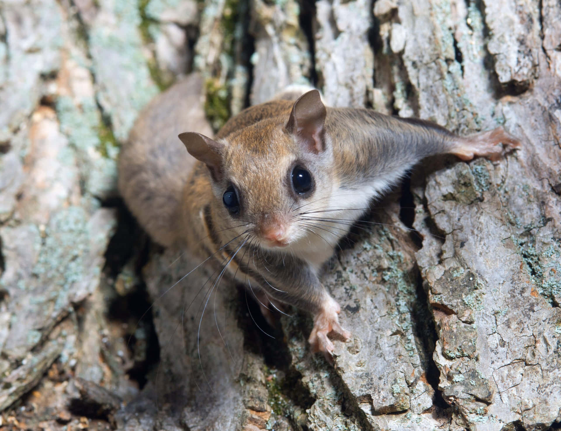 Curious Flying Squirrel On Tree Wallpaper