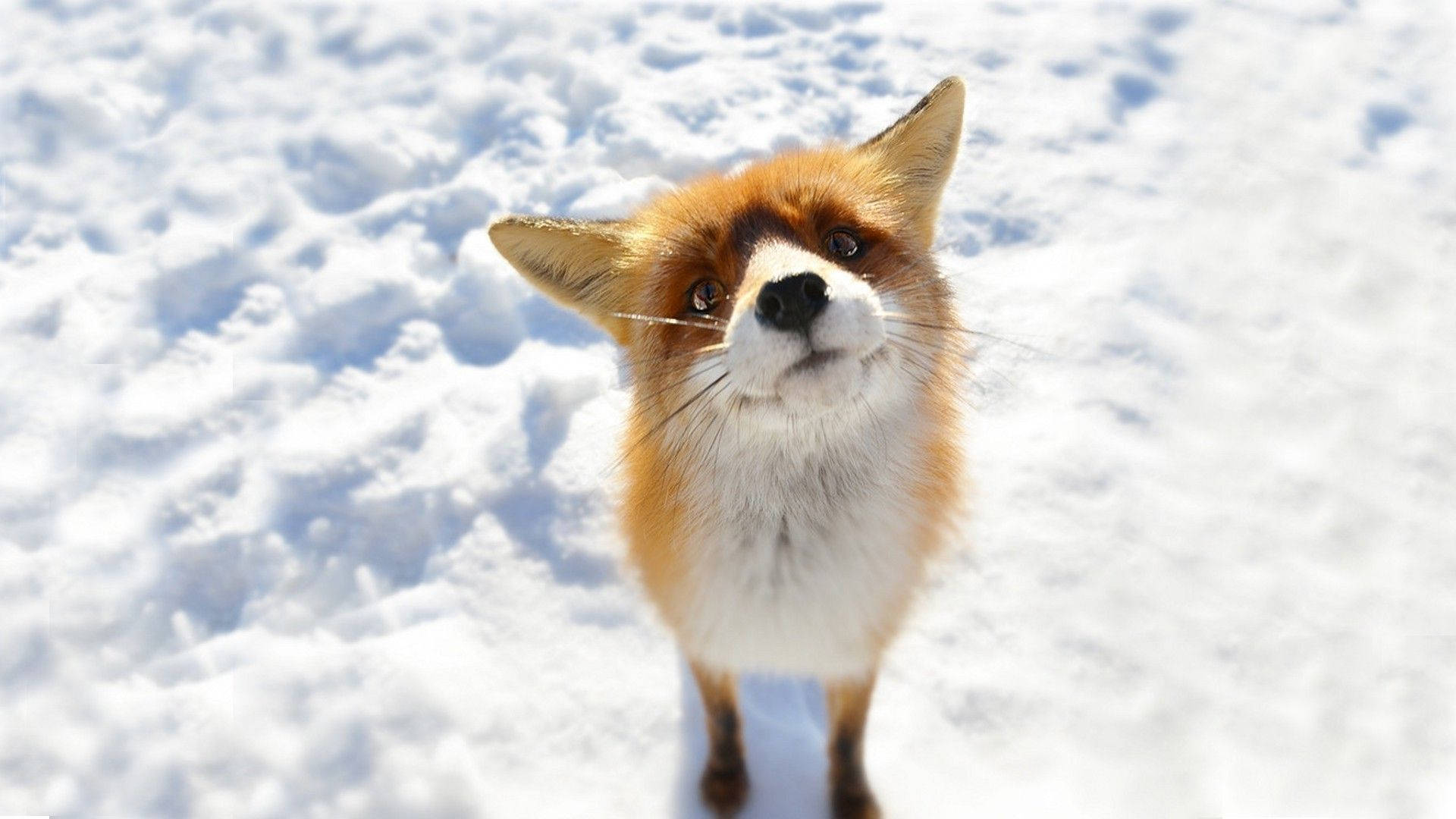 A curious fox looking for adventure Wallpaper