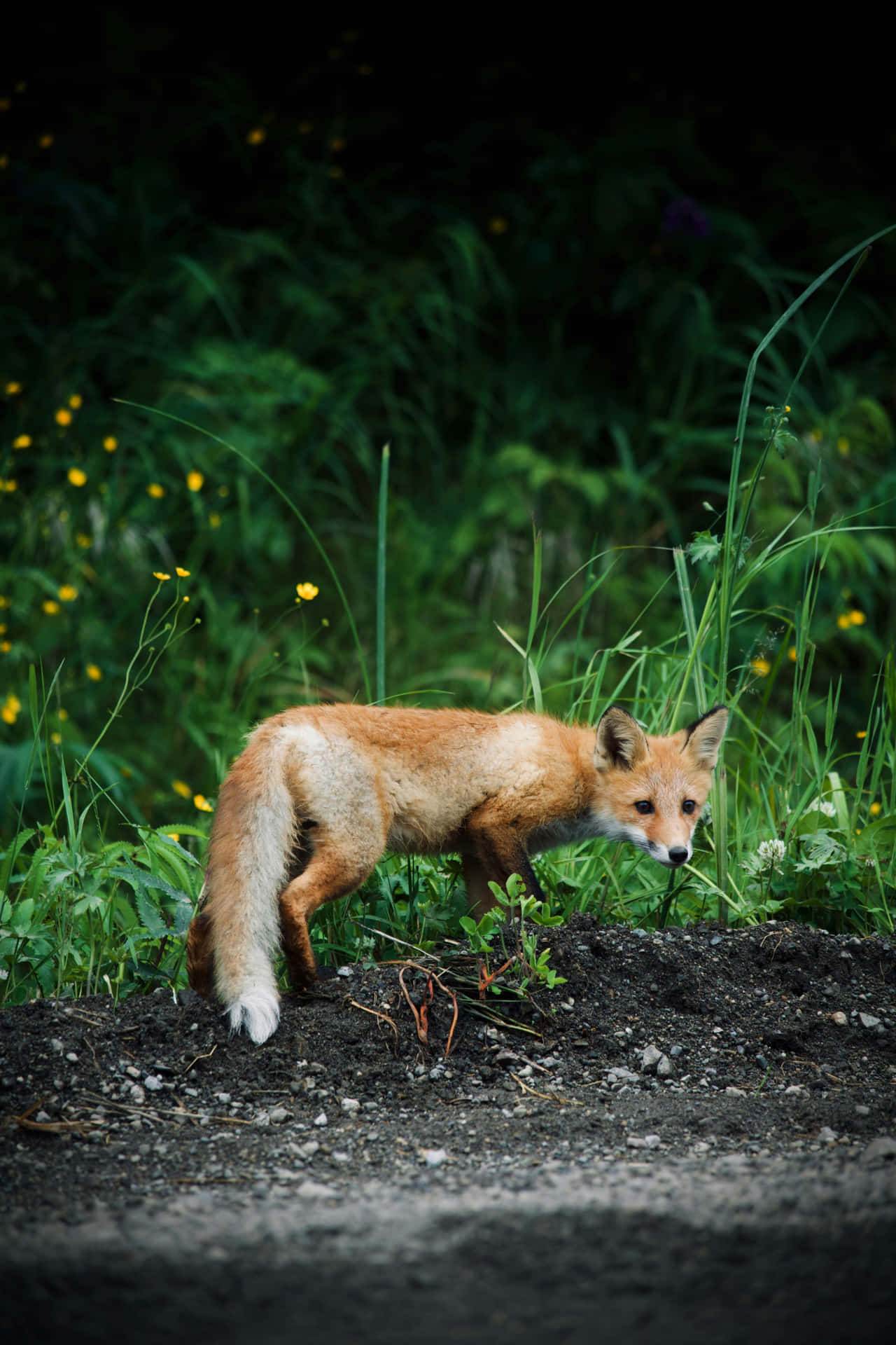 Curious Foxin Nature.jpg Wallpaper
