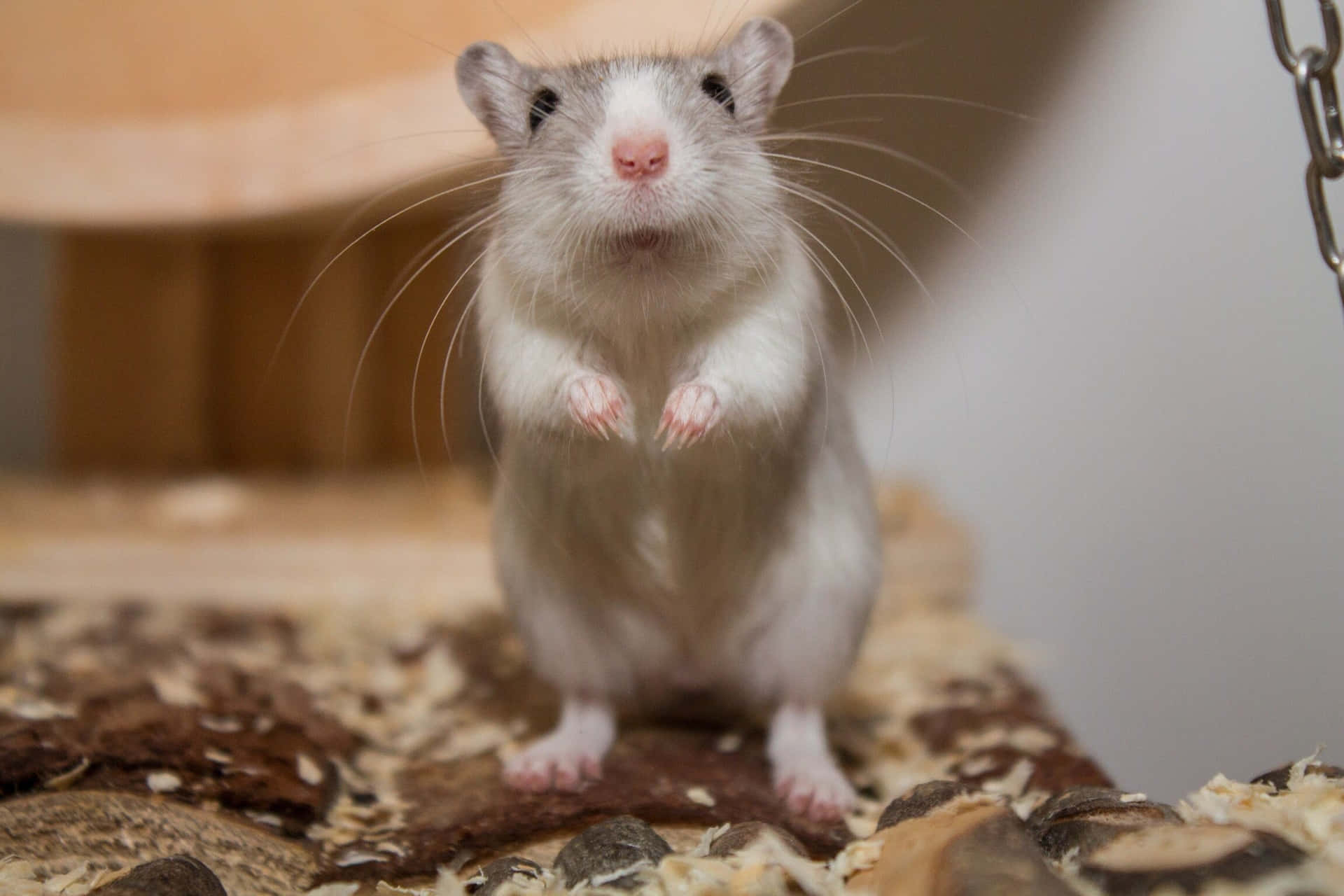 Curious Gerbil Standing Wallpaper