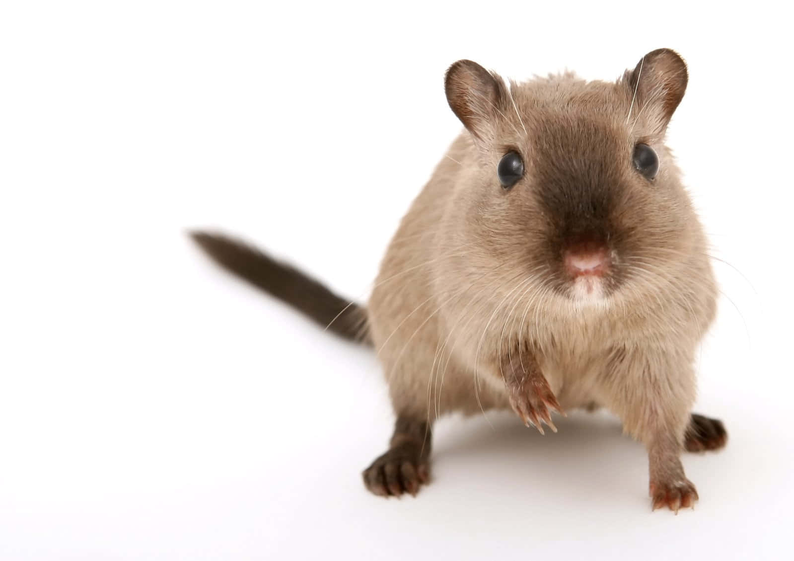 Curious Gerbil White Background Wallpaper
