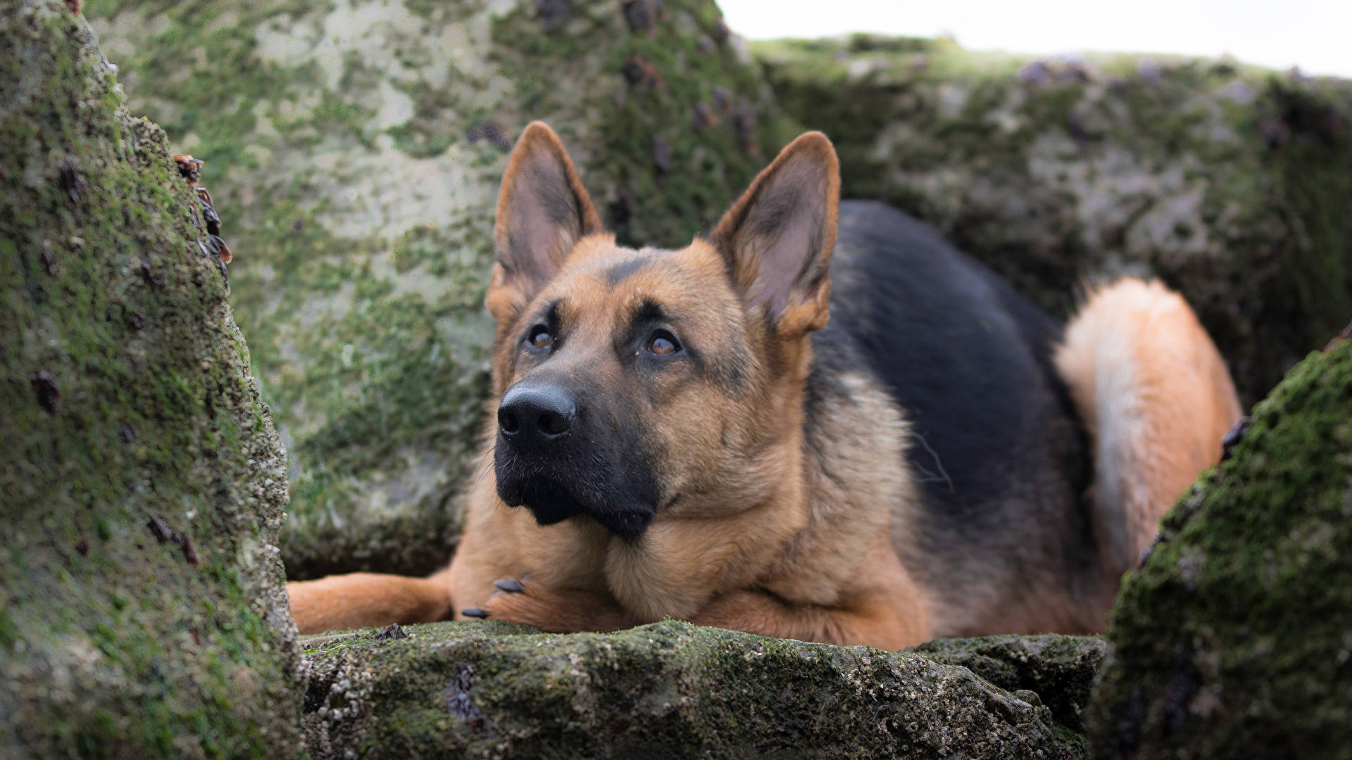 Curious German Shepherd Dog Wallpaper