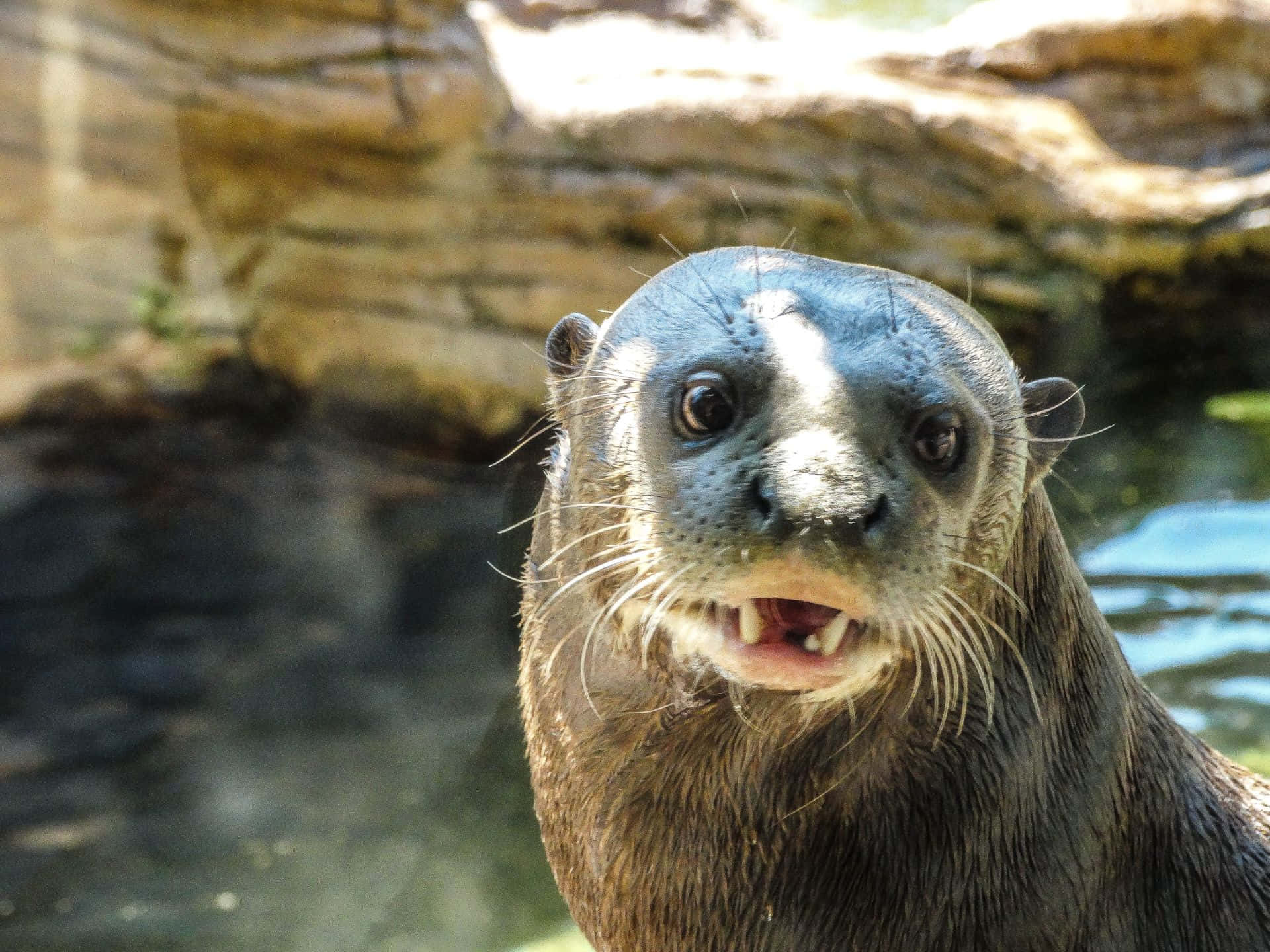 Curious Giant Otter Up Close.jpg Wallpaper