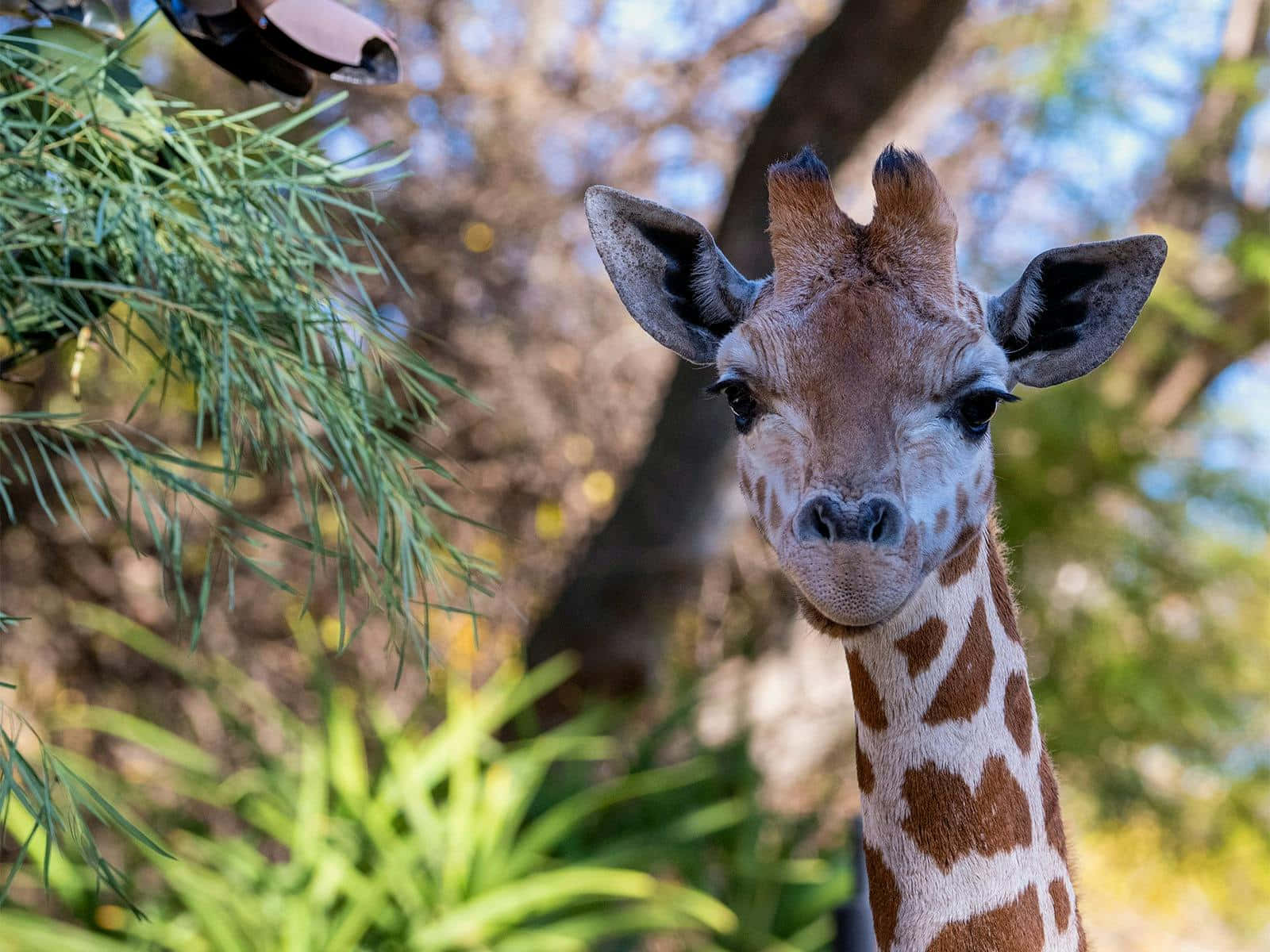 Curious Giraffe Adelaide Zoo Wallpaper