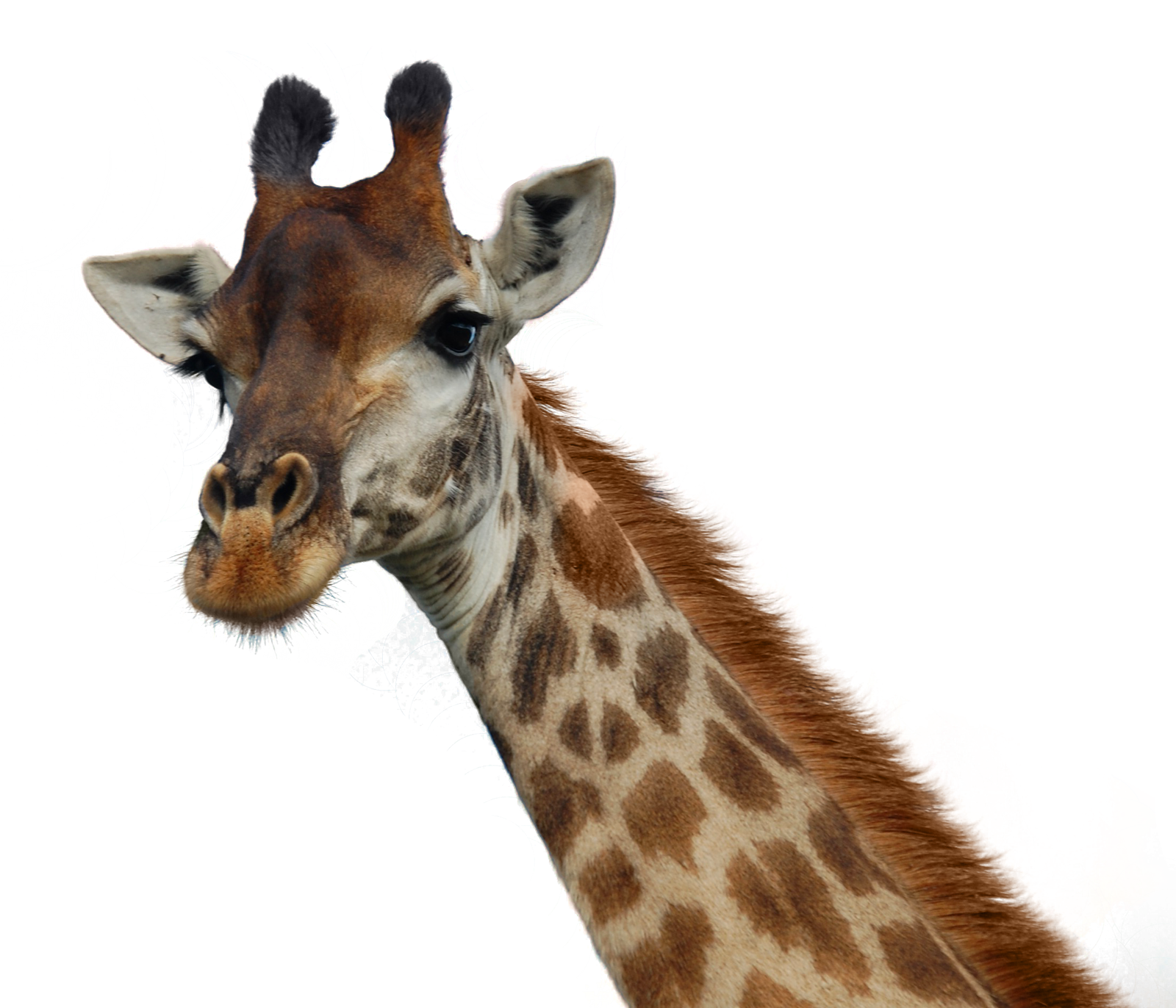 Curious Giraffe Portrait PNG
