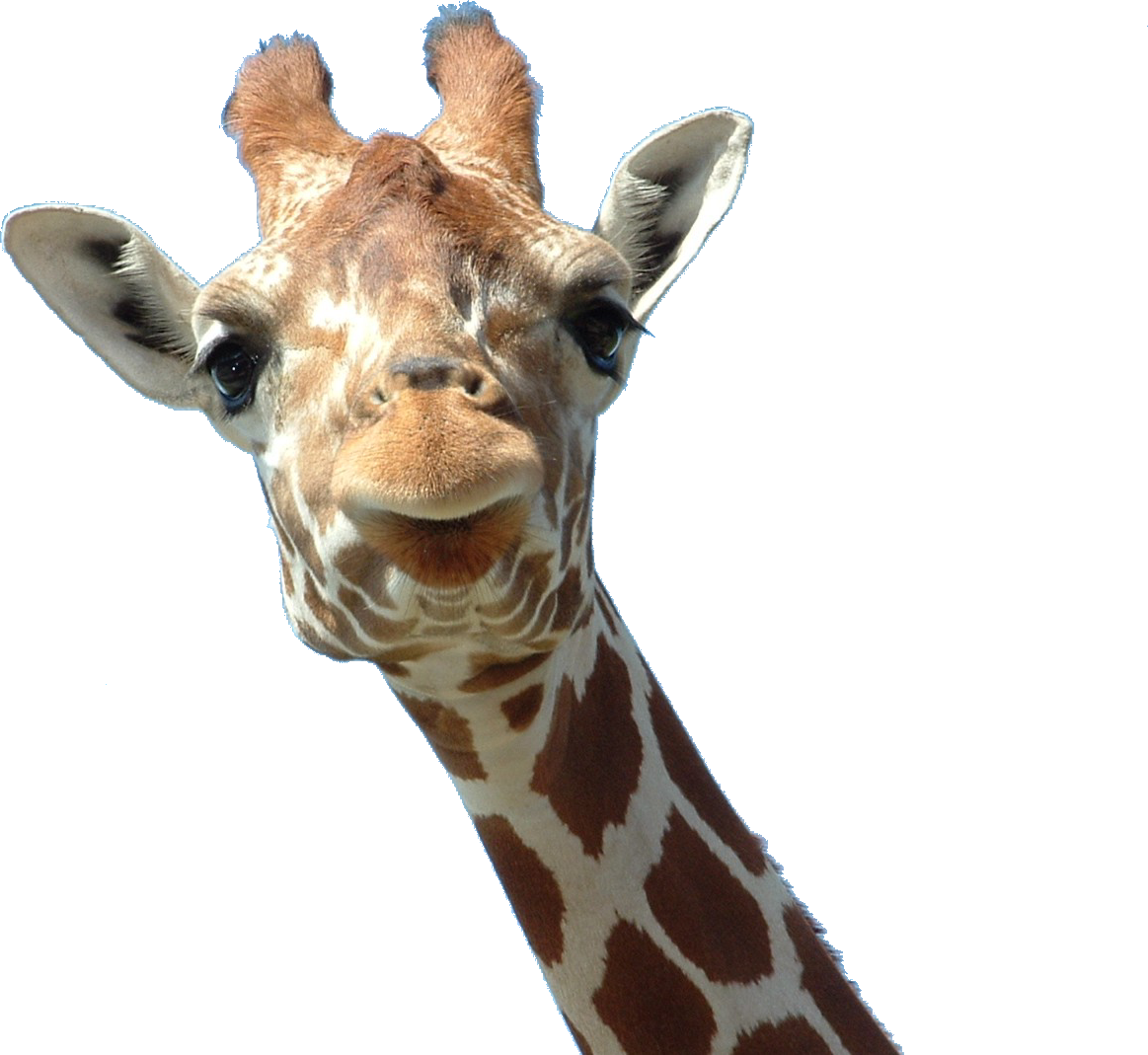 Curious Giraffe Portrait PNG