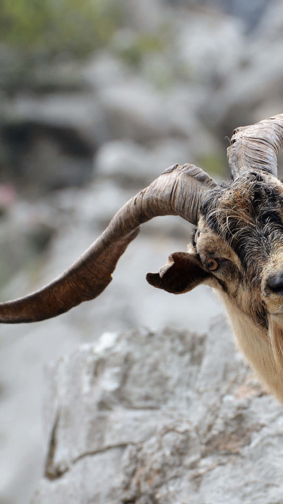 Chèvre Curieuse Regardant Par-dessus Une Roche Fond d'écran