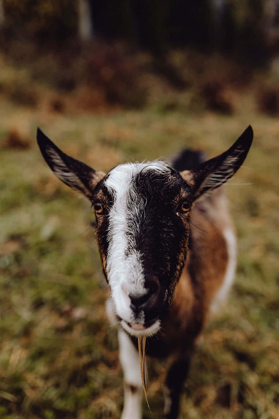 Chèvre Curieuse De Près Fond d'écran