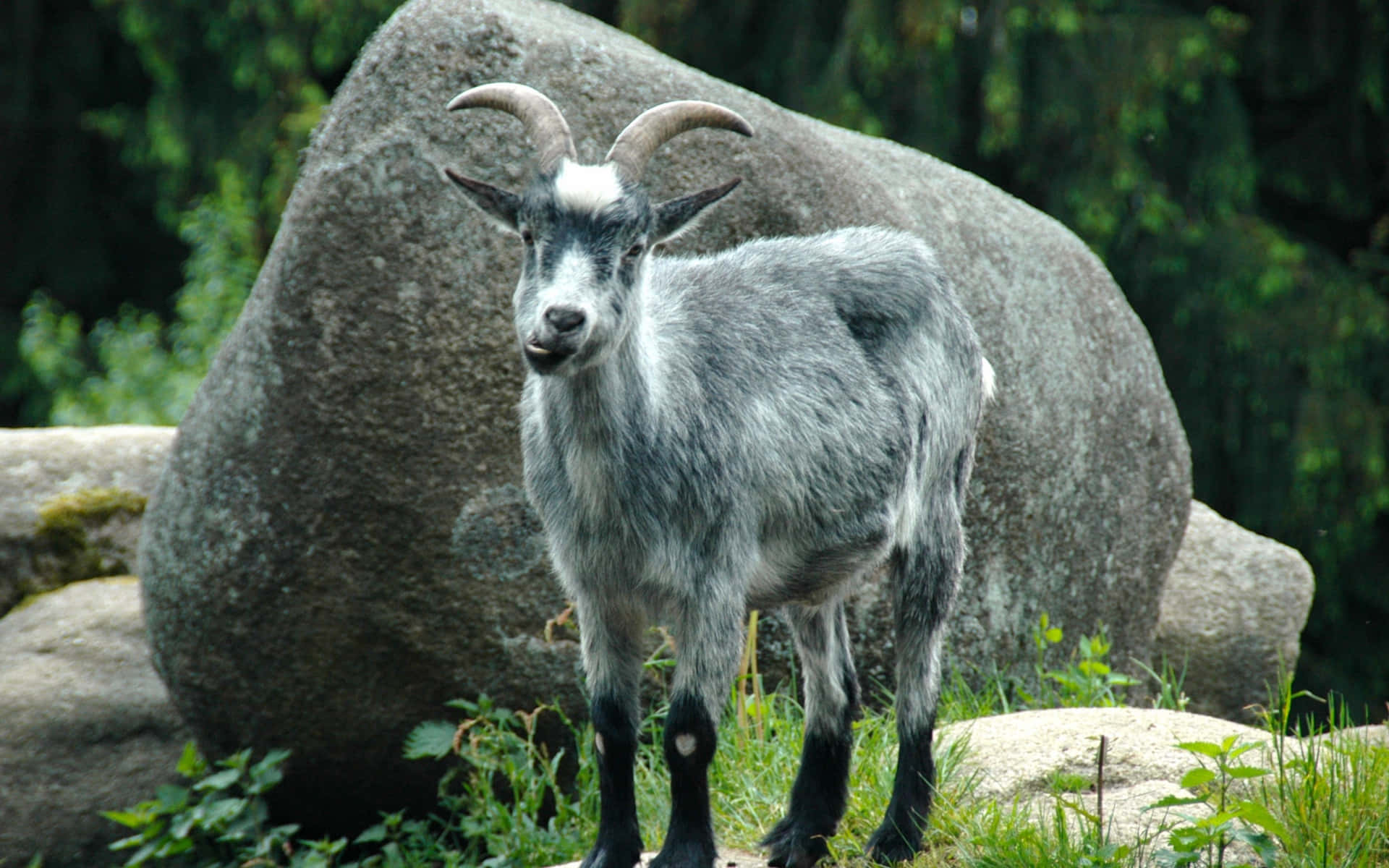 Chèvre Curieuse Dans La Nature Fond d'écran