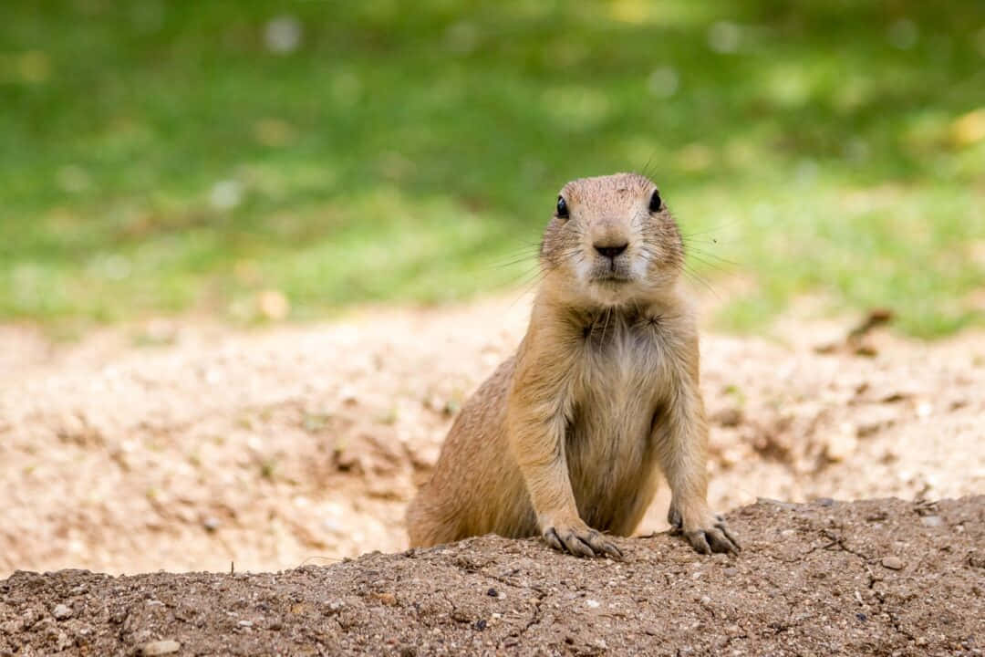 Curious Gopher Peeking Out Wallpaper