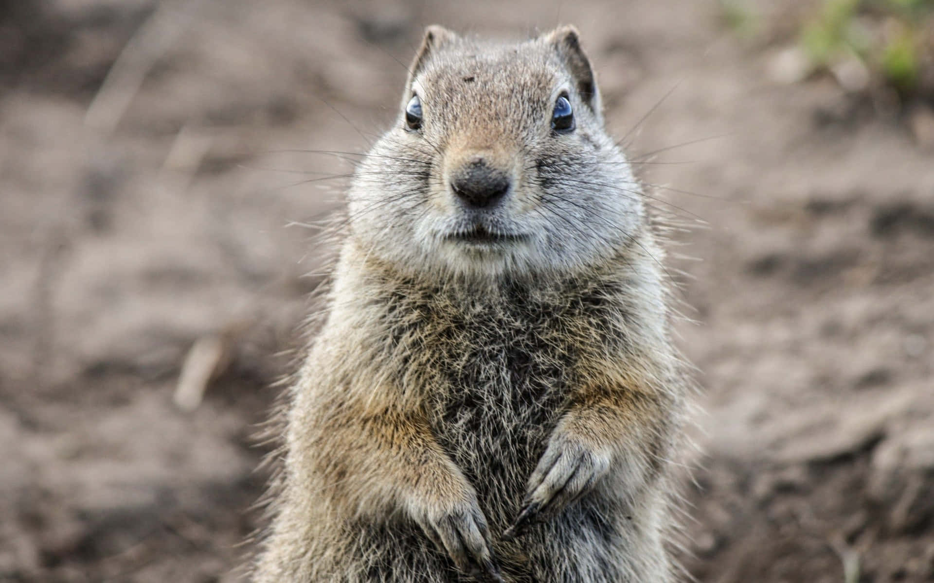 Curious Gopher Standing Wallpaper