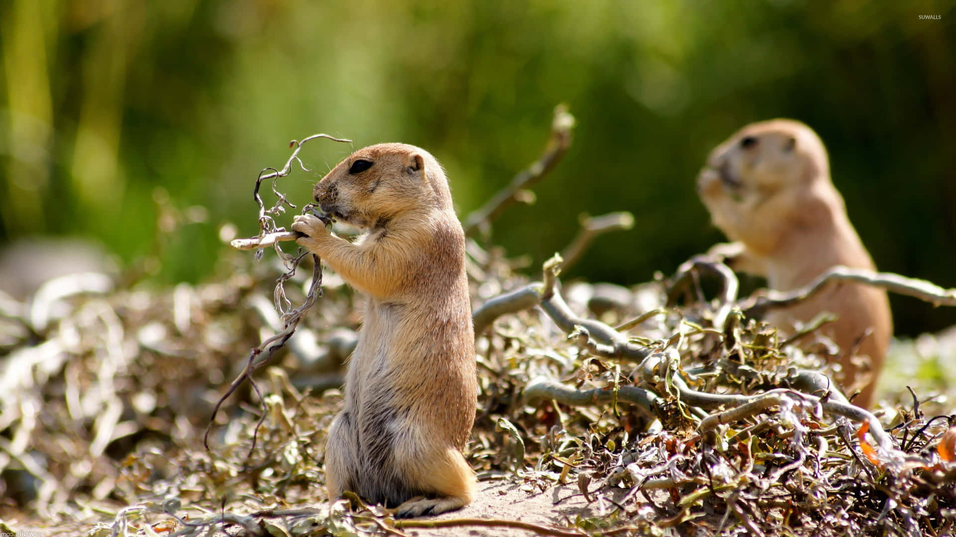 Curious Gophers Nature Scene Wallpaper