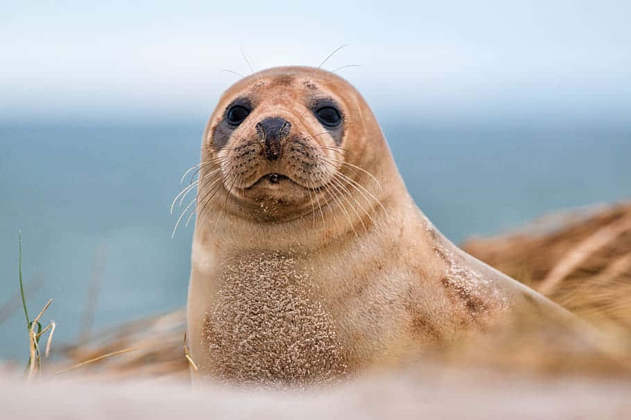 Curious Gray Seal On Beach.jpg Wallpaper