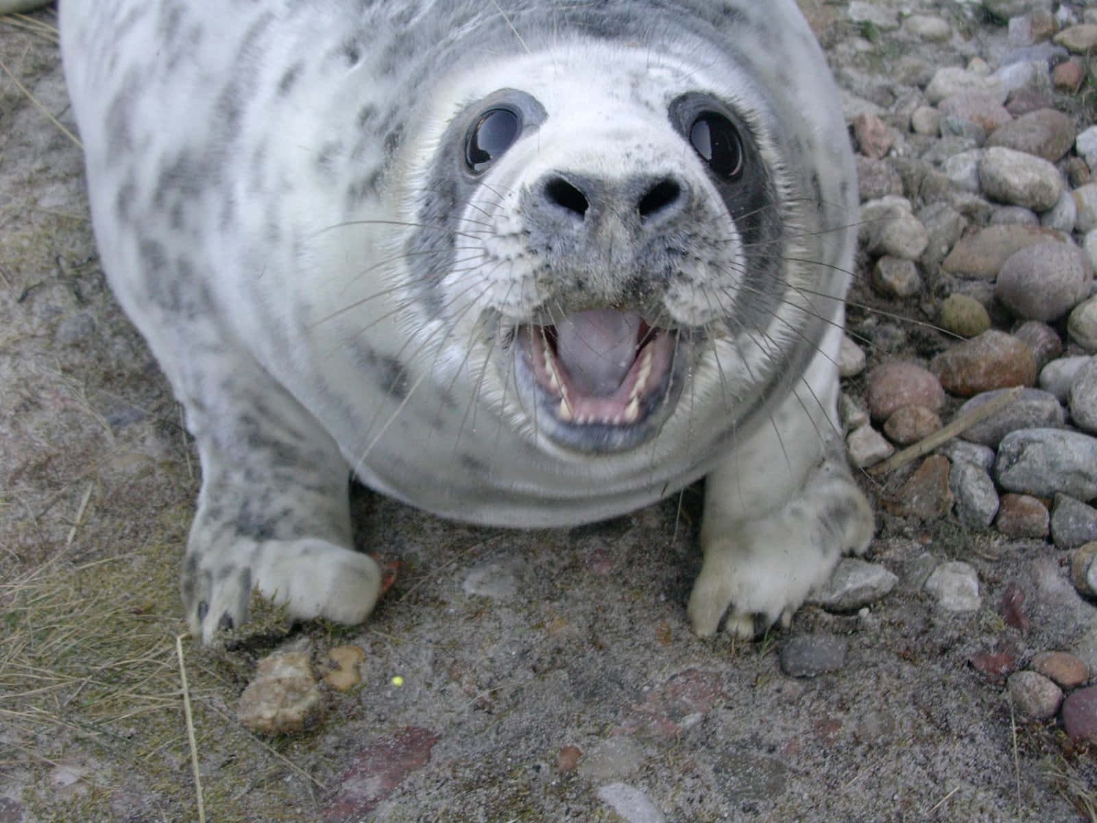 Curious Gray Seal Pup Wallpaper